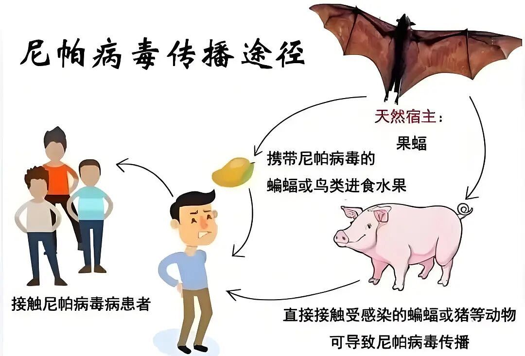 曾致新马百人殒命、死亡率达75%...印度疫情大爆发! 中国、东南亚多国加强边境监测(组图) - 5