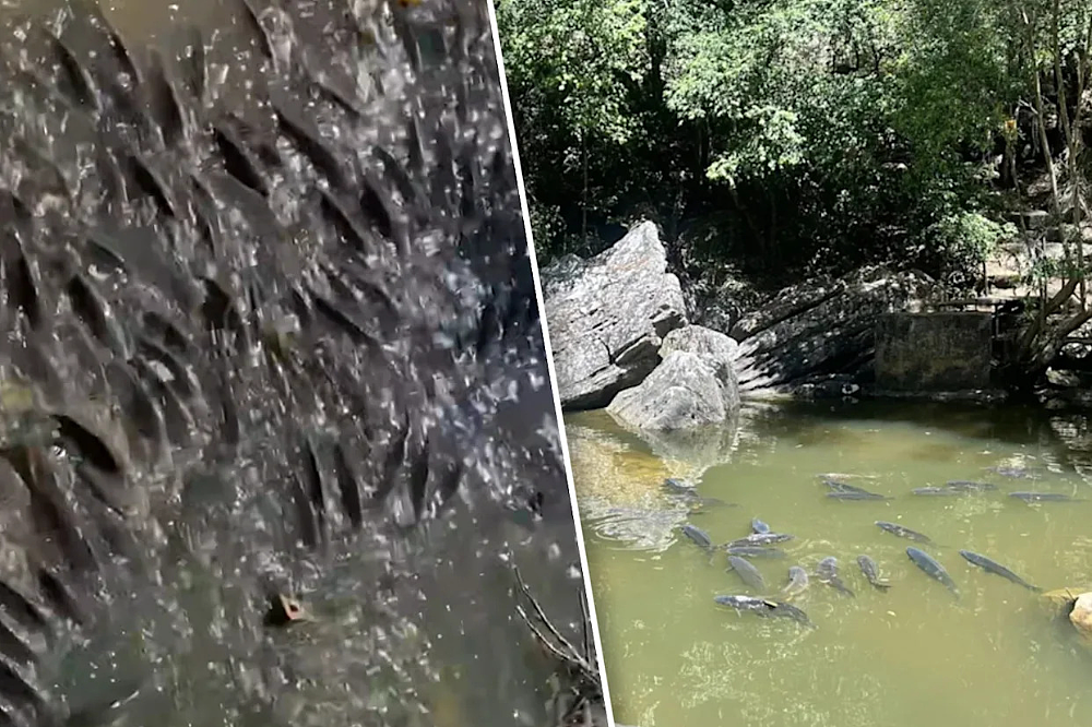 失控!大量“不速之客”占领澳洲,当地人束手无策,澳洲政府不惜动用“病毒手段”解决的它,在中国竟是舌尖盛宴?(组图) - 2