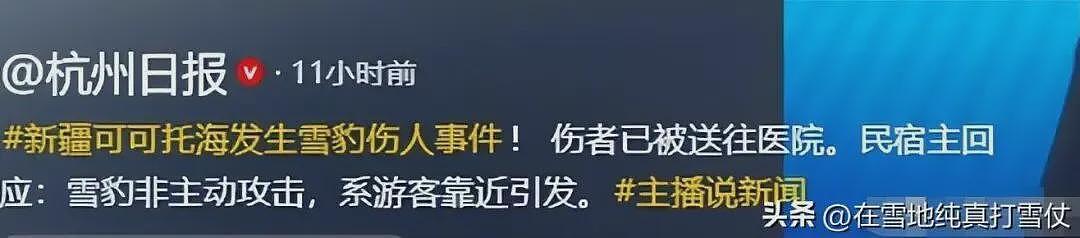 雪豹伤人真相曝光:不是偶遇是送命!当事人撒谎,航拍图还原真相(组图) - 6