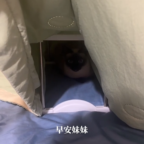【宠物】养猫人为了让猫陪自己睡觉,居然用这种手段!网友:多宠咪,谁能分得清你和爱因斯坦呢(组图) - 7