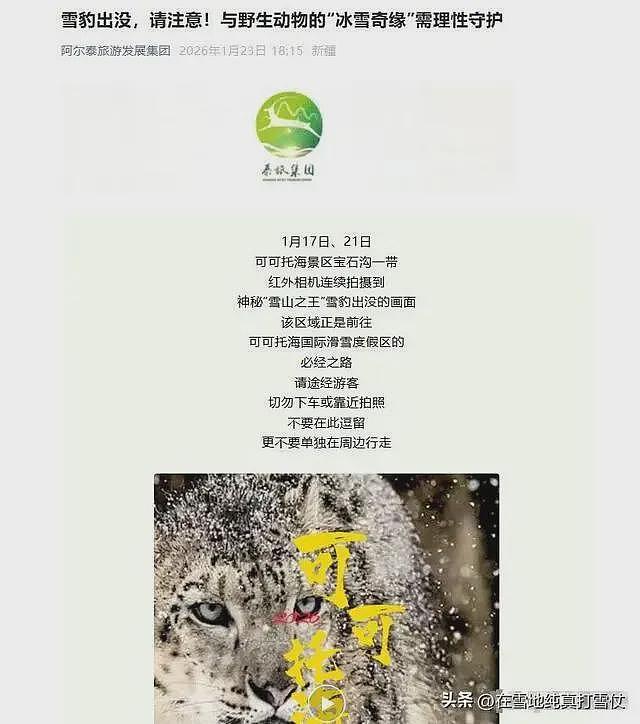 雪豹伤人真相曝光:不是偶遇是送命!当事人撒谎,航拍图还原真相(组图) - 26