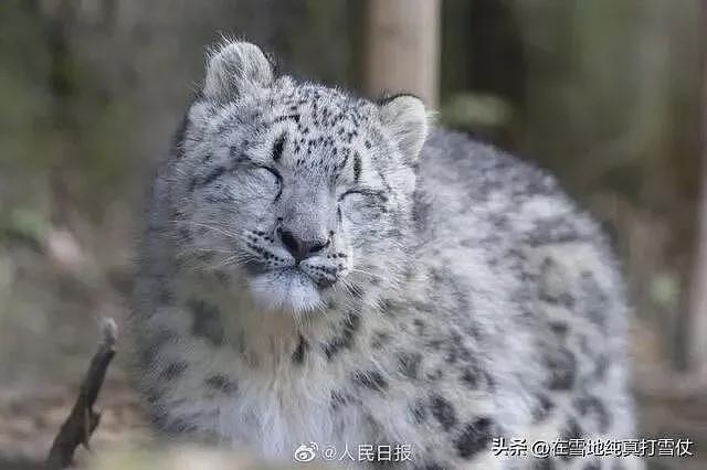 雪豹伤人真相曝光:不是偶遇是送命!当事人撒谎,航拍图还原真相(组图) - 5