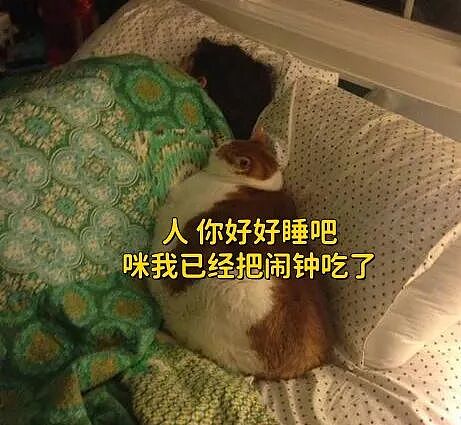【宠物】养猫人为了让猫陪自己睡觉,居然用这种手段!网友:多宠咪,谁能分得清你和爱因斯坦呢(组图) - 10