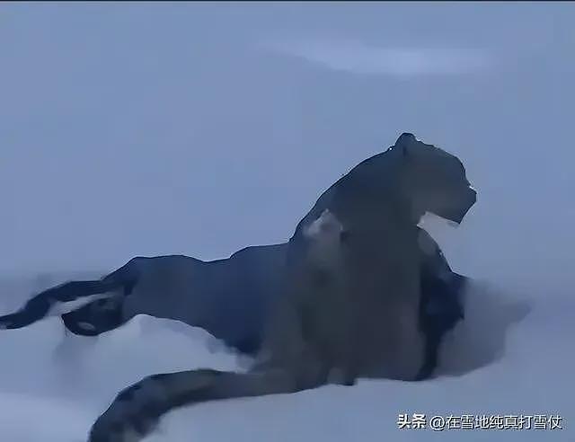 雪豹伤人真相曝光:不是偶遇是送命!当事人撒谎,航拍图还原真相(组图) - 13