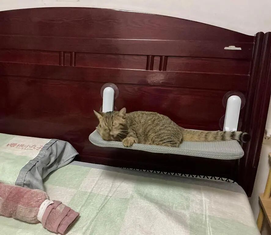 【宠物】养猫人为了让猫陪自己睡觉,居然用这种手段!网友:多宠咪,谁能分得清你和爱因斯坦呢(组图) - 1