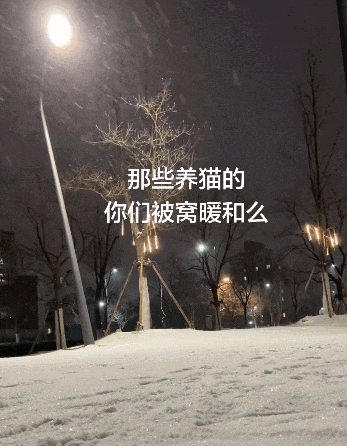 【宠物】养猫人为了让猫陪自己睡觉,居然用这种手段!网友:多宠咪,谁能分得清你和爱因斯坦呢(组图) - 12