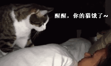 【宠物】养猫人为了让猫陪自己睡觉,居然用这种手段!网友:多宠咪,谁能分得清你和爱因斯坦呢(组图) - 13