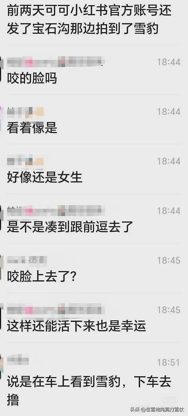 雪豹伤人真相曝光:不是偶遇是送命!当事人撒谎,航拍图还原真相(组图) - 10