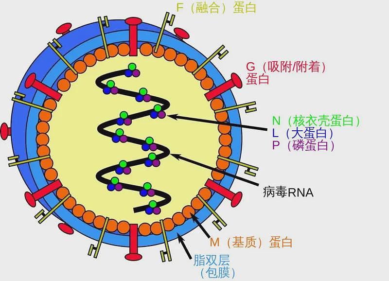 印度现尼帕病毒疫情,专家:不是新敌人,无需恐慌(组图) - 1
