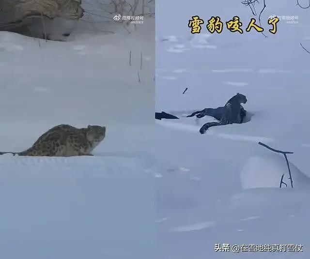 雪豹伤人真相曝光:不是偶遇是送命!当事人撒谎,航拍图还原真相(组图) - 2