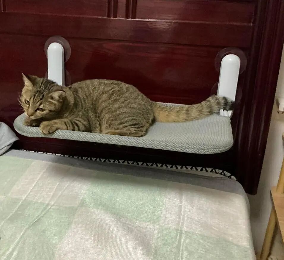 【宠物】养猫人为了让猫陪自己睡觉,居然用这种手段!网友:多宠咪,谁能分得清你和爱因斯坦呢(组图) - 2