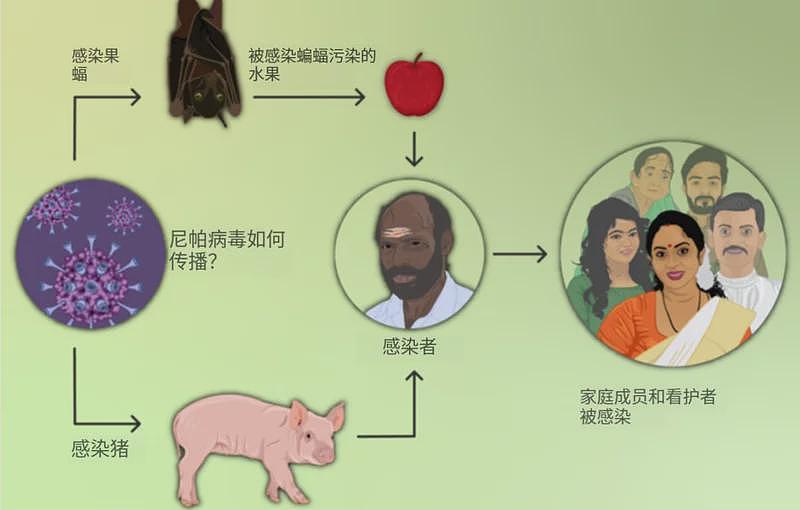 印度现尼帕病毒疫情,专家:不是新敌人,无需恐慌(组图) - 2