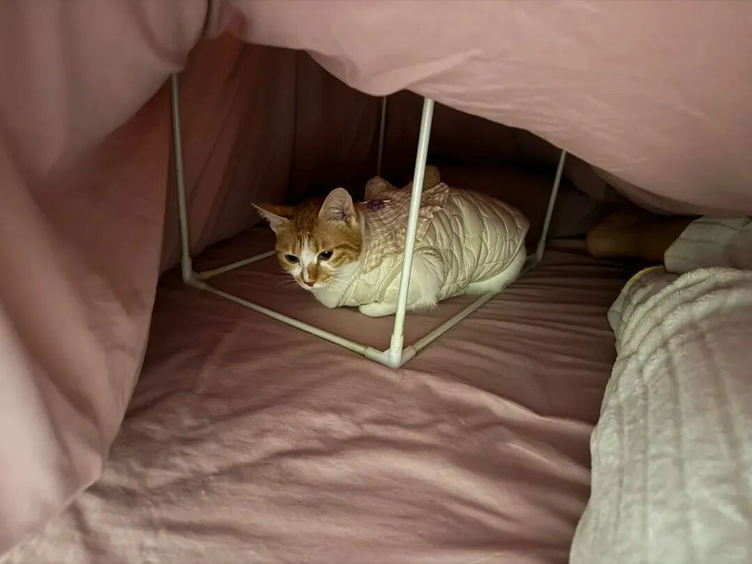【宠物】养猫人为了让猫陪自己睡觉,居然用这种手段!网友:多宠咪,谁能分得清你和爱因斯坦呢(组图) - 8