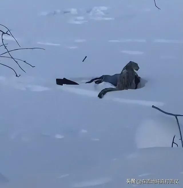 雪豹伤人真相曝光:不是偶遇是送命!当事人撒谎,航拍图还原真相(组图) - 1