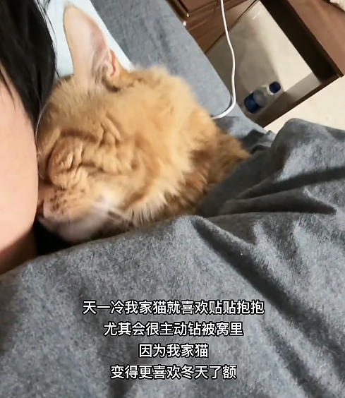 【宠物】养猫人为了让猫陪自己睡觉,居然用这种手段!网友:多宠咪,谁能分得清你和爱因斯坦呢(组图) - 9