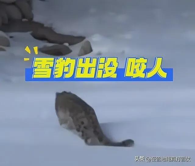 雪豹伤人真相曝光:不是偶遇是送命!当事人撒谎,航拍图还原真相(组图) - 4