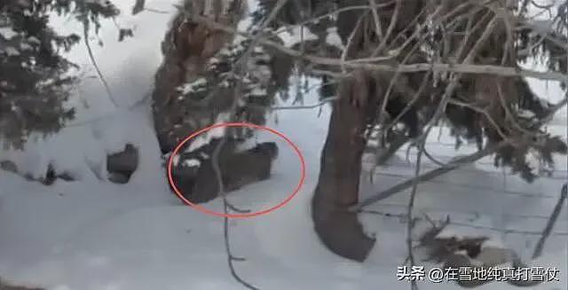 雪豹伤人真相曝光:不是偶遇是送命!当事人撒谎,航拍图还原真相(组图) - 22