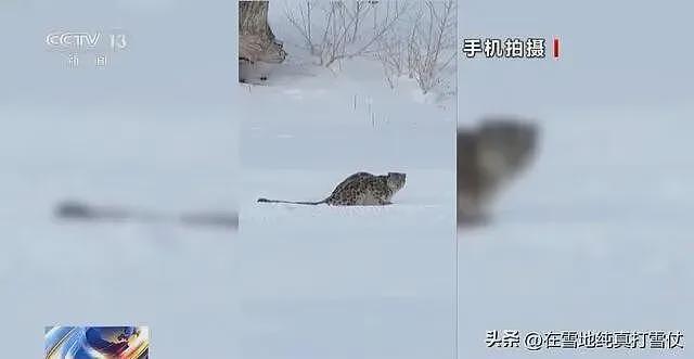 雪豹伤人真相曝光:不是偶遇是送命!当事人撒谎,航拍图还原真相(组图) - 16