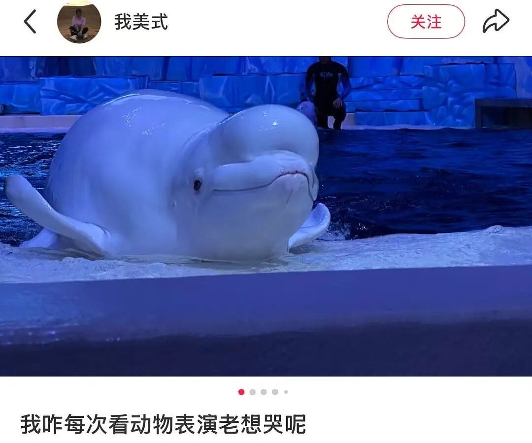 全网围观“雪豹咬人、狼王爱人”,人类对动物最残酷的一面却被忽略了(组图) - 11