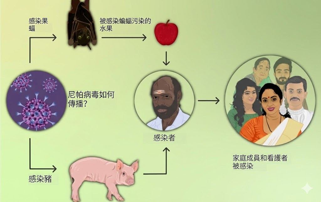 尼帕病毒爆发史,曾致大马百人亡,扑杀逾110万猪只(组图) - 1