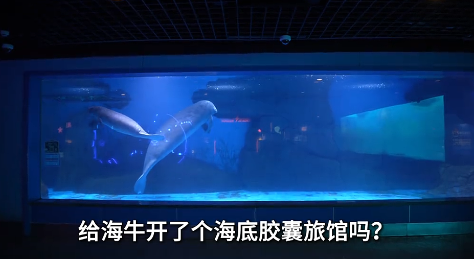 全网围观“雪豹咬人、狼王爱人”,人类对动物最残酷的一面却被忽略了(组图) - 10
