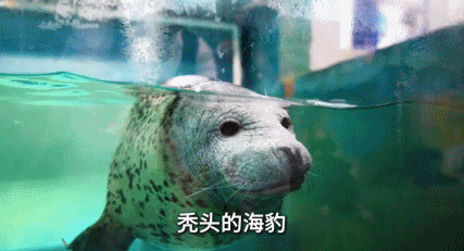 全网围观“雪豹咬人、狼王爱人”,人类对动物最残酷的一面却被忽略了(组图) - 13