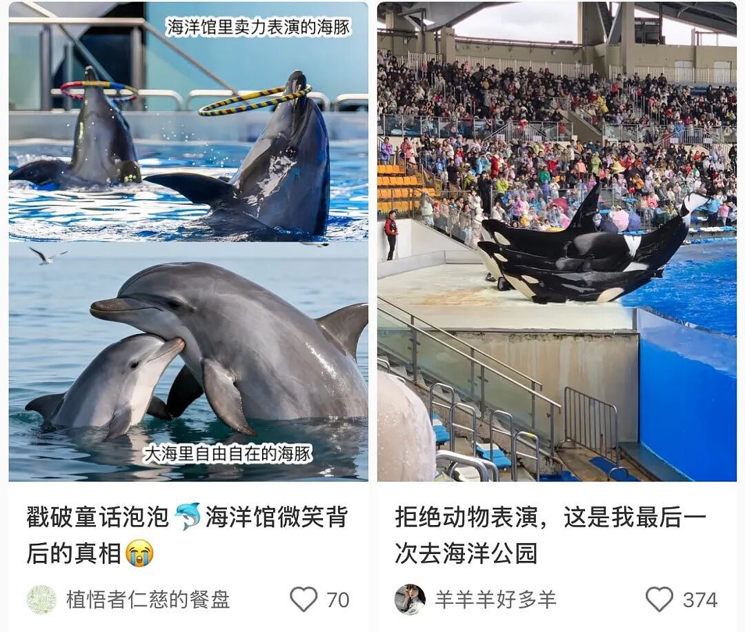 全网围观“雪豹咬人、狼王爱人”,人类对动物最残酷的一面却被忽略了(组图) - 14
