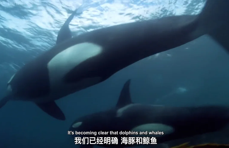 全网围观“雪豹咬人、狼王爱人”,人类对动物最残酷的一面却被忽略了(组图) - 15