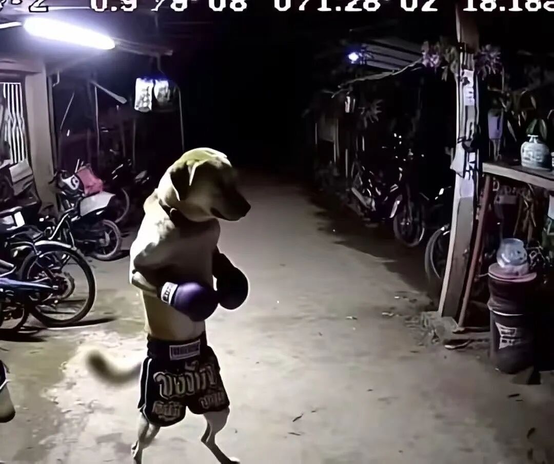 【宠物】狗子和主人当街暧昧，搂搂抱抱被网友拍下后，柴犬：令狗心寒的话不必再说（组图） - 20