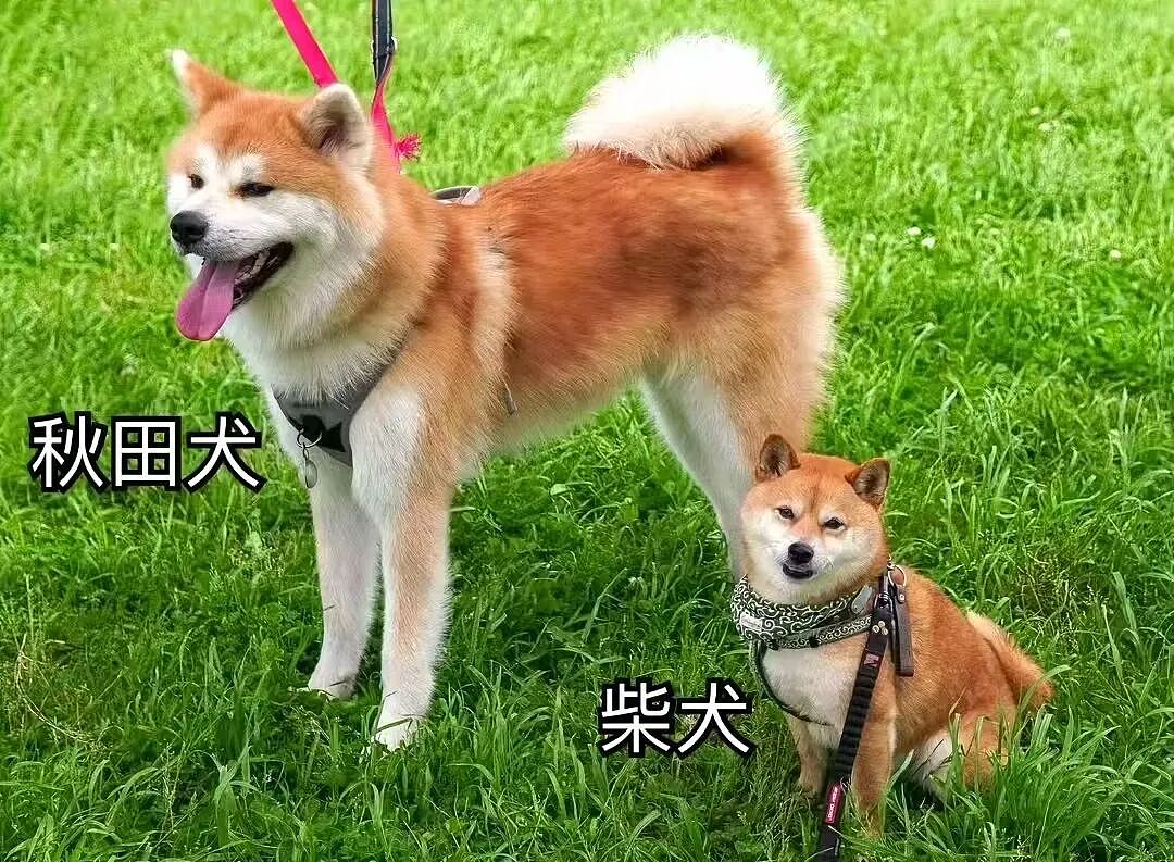 【宠物】狗子和主人当街暧昧，搂搂抱抱被网友拍下后，柴犬：令狗心寒的话不必再说（组图） - 18