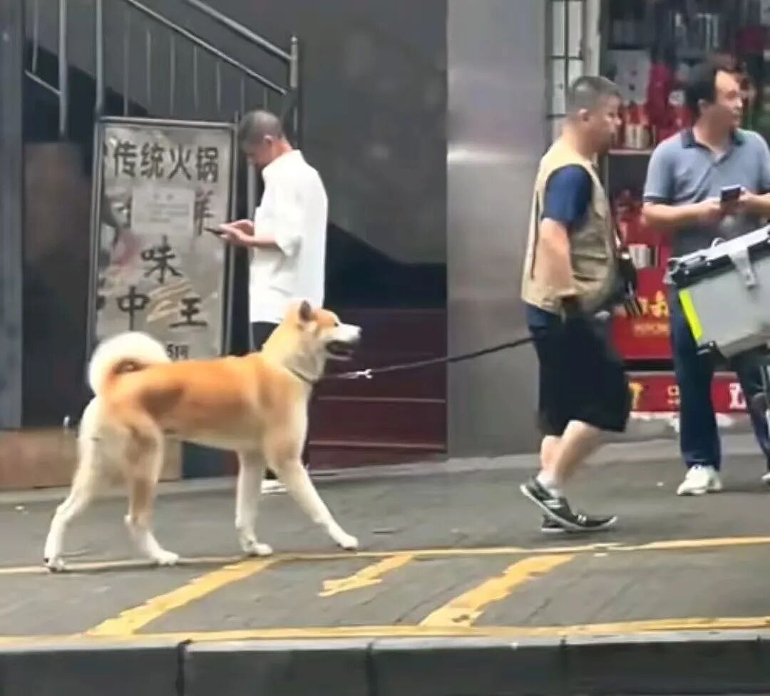 【宠物】狗子和主人当街暧昧，搂搂抱抱被网友拍下后，柴犬：令狗心寒的话不必再说（组图） - 8