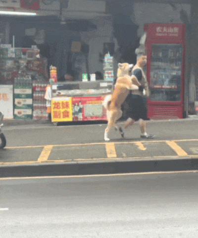 【宠物】狗子和主人当街暧昧，搂搂抱抱被网友拍下后，柴犬：令狗心寒的话不必再说（组图） - 13
