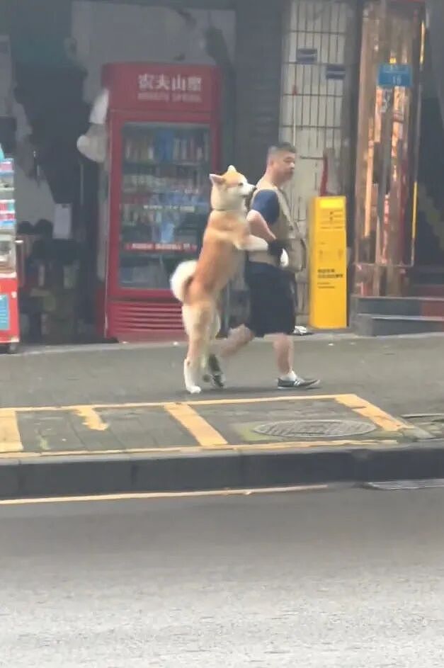 【宠物】狗子和主人当街暧昧，搂搂抱抱被网友拍下后，柴犬：令狗心寒的话不必再说（组图） - 12