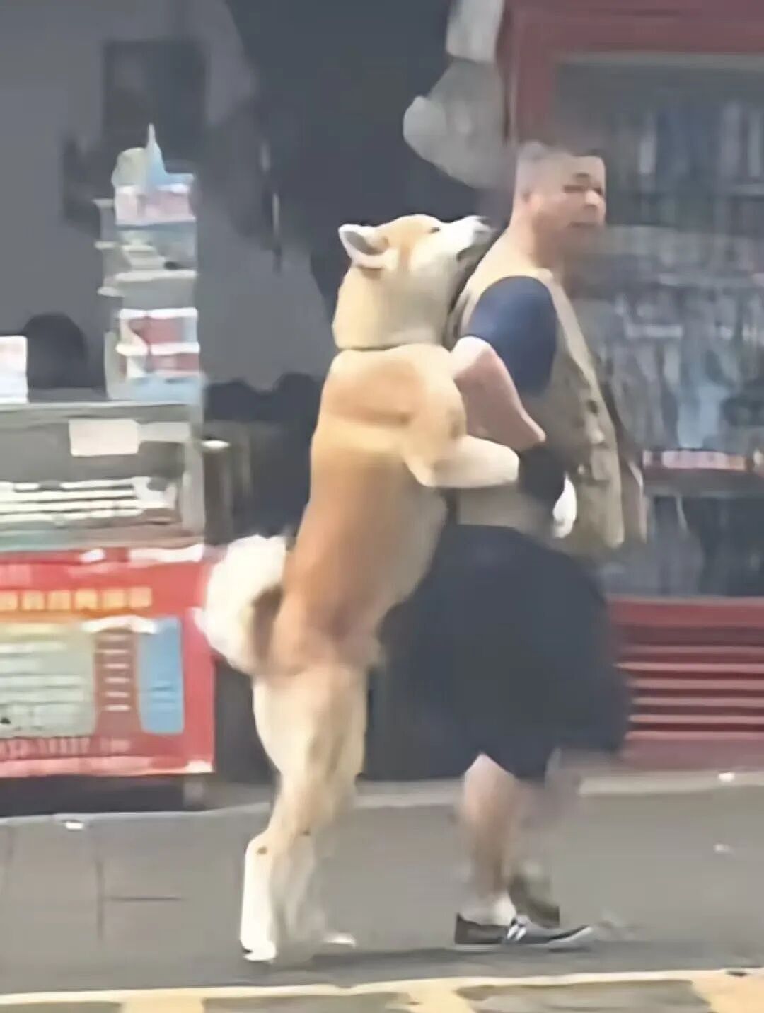 【宠物】狗子和主人当街暧昧，搂搂抱抱被网友拍下后，柴犬：令狗心寒的话不必再说（组图） - 14