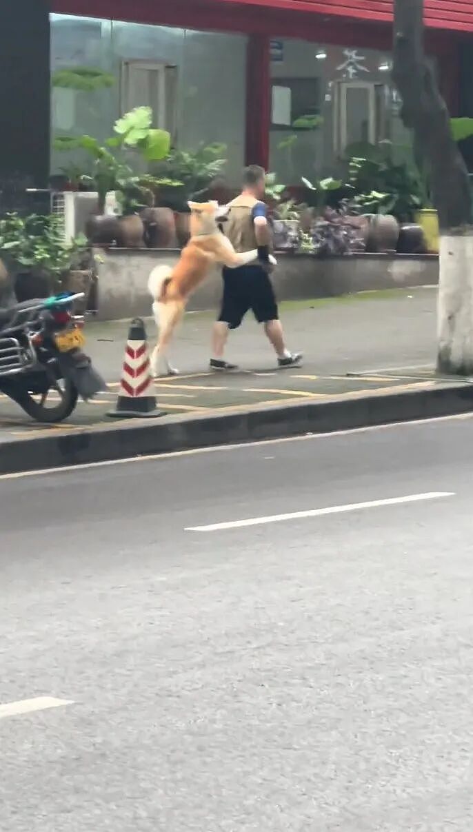 【宠物】狗子和主人当街暧昧，搂搂抱抱被网友拍下后，柴犬：令狗心寒的话不必再说（组图） - 11