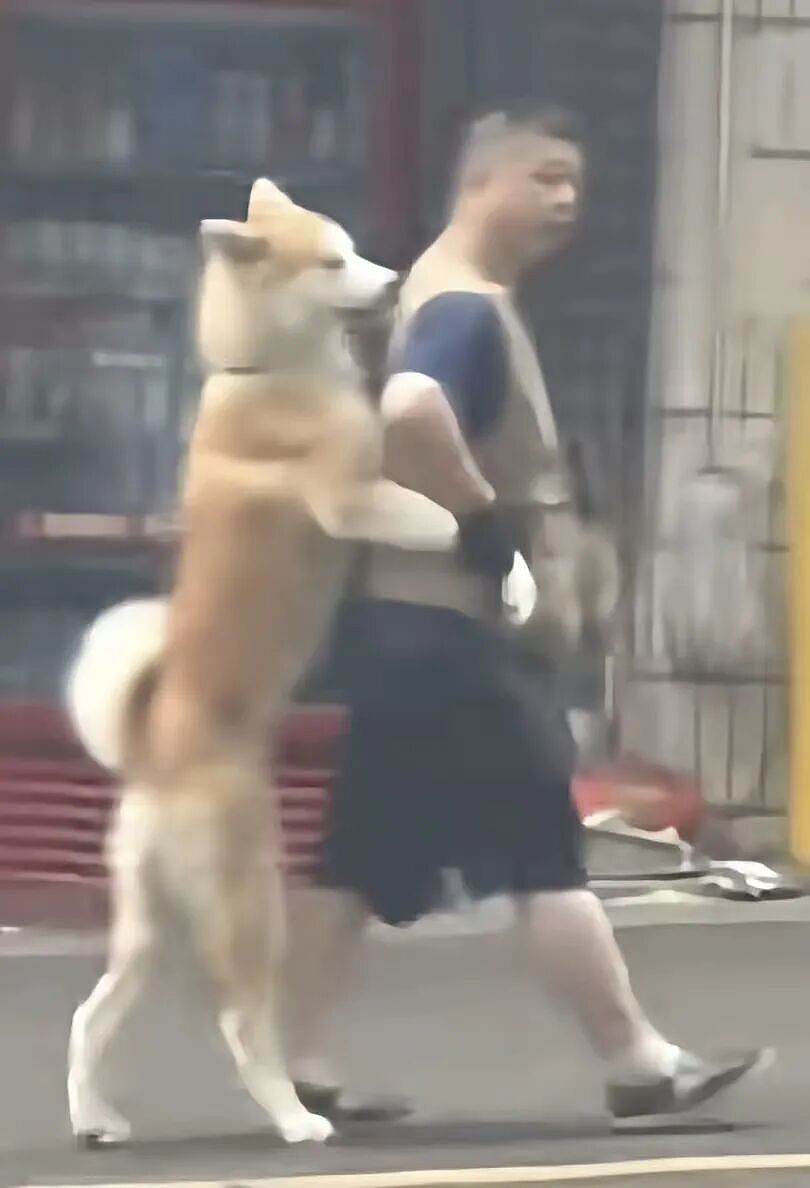 【宠物】狗子和主人当街暧昧，搂搂抱抱被网友拍下后，柴犬：令狗心寒的话不必再说（组图） - 21
