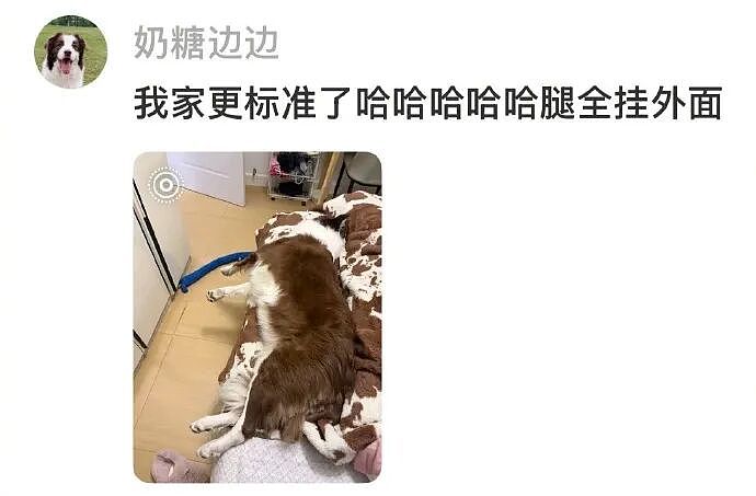 【爆笑】爱马仕出了一个2万元的狗狗碗？网友夺笋：等我身价上百亿就买！（组图） - 33