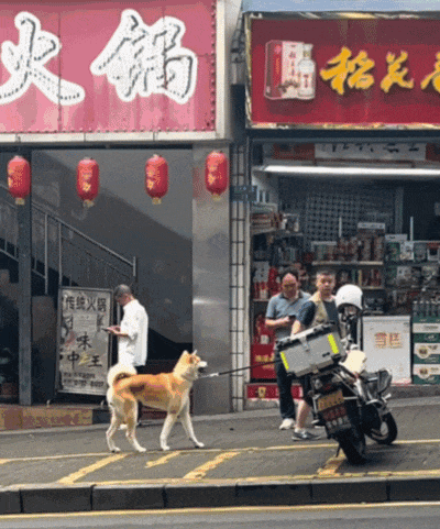 【宠物】狗子和主人当街暧昧，搂搂抱抱被网友拍下后，柴犬：令狗心寒的话不必再说（组图） - 9