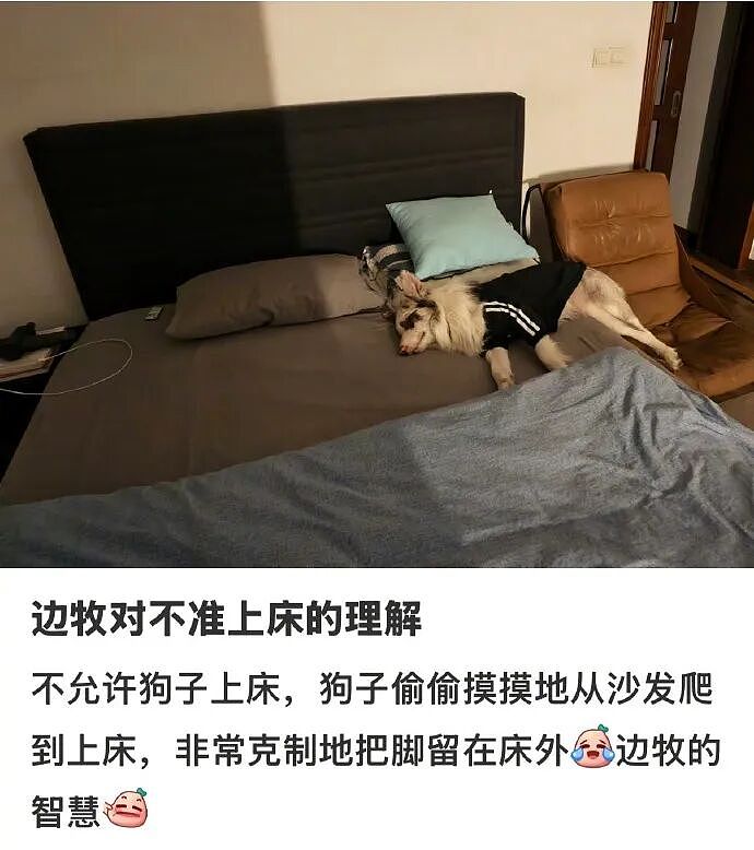 【爆笑】爱马仕出了一个2万元的狗狗碗？网友夺笋：等我身价上百亿就买！（组图） - 32