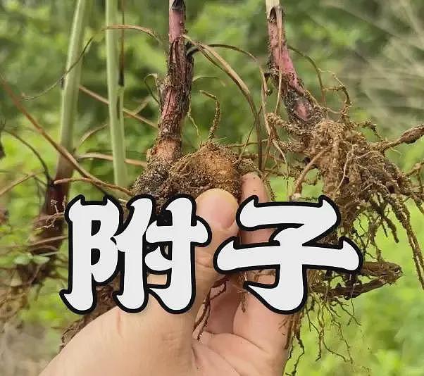 他买中药, 把自己喝死了(组图) - 1