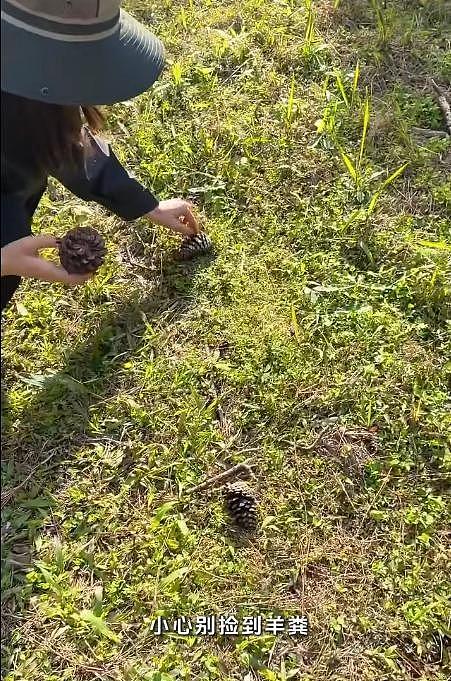 47岁高圆圆自驾游海南，穿无袖黑背心露大粗臂，捡松果碰见羊粪蛋（组图） - 11