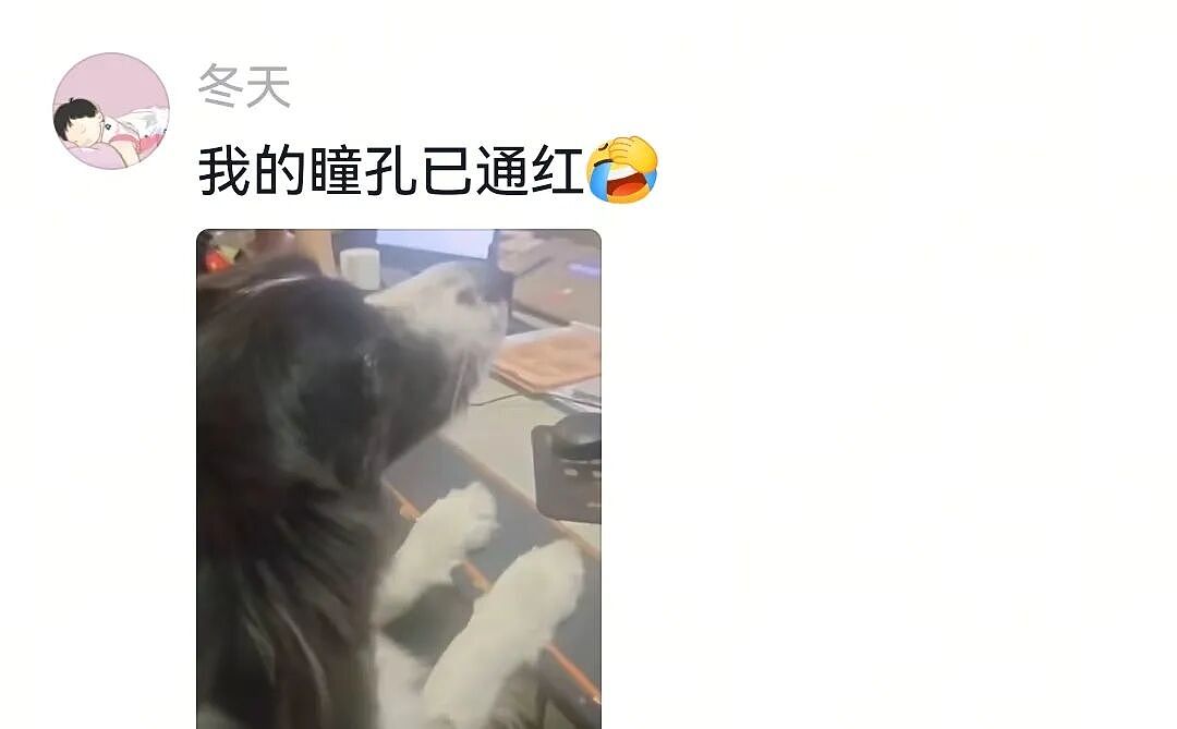 【宠物】狗子的牵引绳和项圈被偷，气得在监控室一个个找嫌疑人…工作人员都看呆了：你居然还真会看啊（组图） - 12