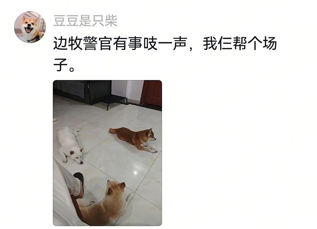 【宠物】狗子的牵引绳和项圈被偷，气得在监控室一个个找嫌疑人…工作人员都看呆了：你居然还真会看啊（组图） - 10