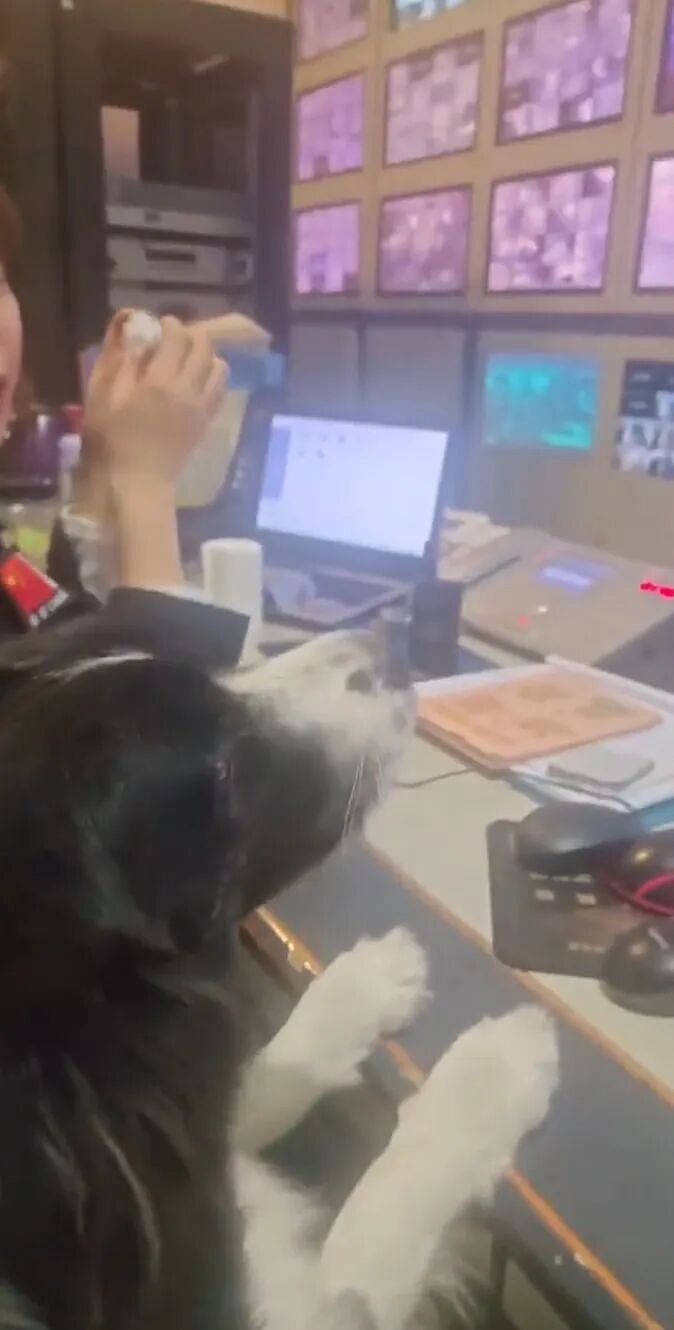 【宠物】狗子的牵引绳和项圈被偷，气得在监控室一个个找嫌疑人…工作人员都看呆了：你居然还真会看啊（组图） - 4