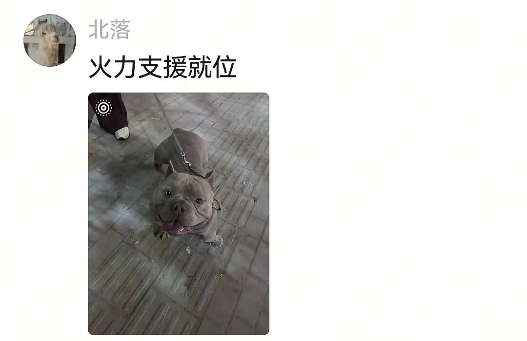 【宠物】狗子的牵引绳和项圈被偷，气得在监控室一个个找嫌疑人…工作人员都看呆了：你居然还真会看啊（组图） - 9