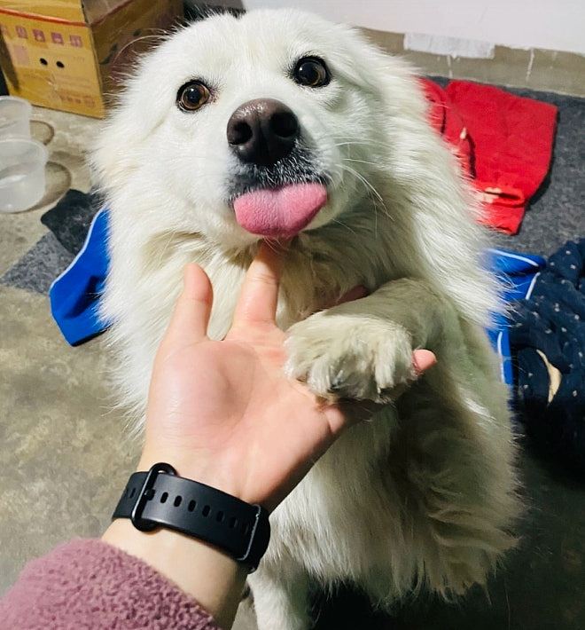 江苏两顽童玩火监生烧死西摩犬，家长拒道歉：不就是一条狗吗？（组图） - 4