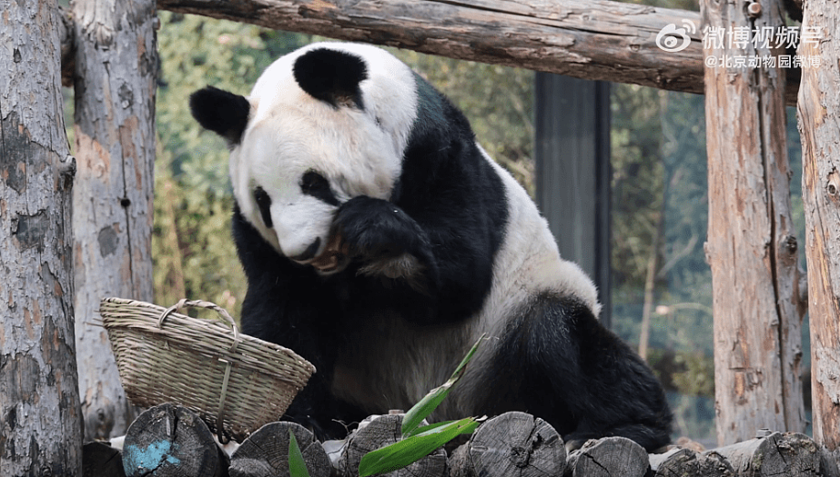 旅美大熊猫丫丫回国两年，胖了20公斤！“判若两熊”登顶热搜（视频/组图） - 6