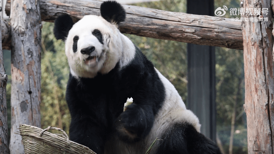 旅美大熊猫丫丫回国两年，胖了20公斤！“判若两熊”登顶热搜（视频/组图） - 5