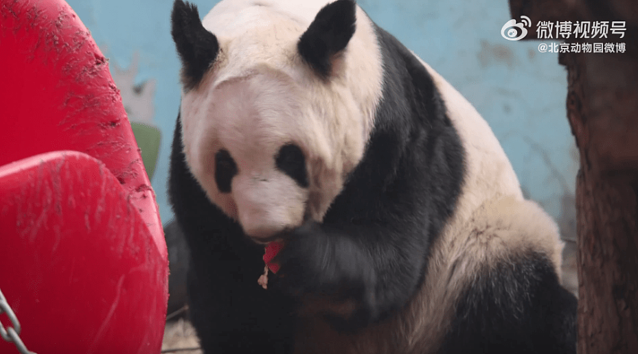 旅美大熊猫丫丫回国两年，胖了20公斤！“判若两熊”登顶热搜（视频/组图） - 2