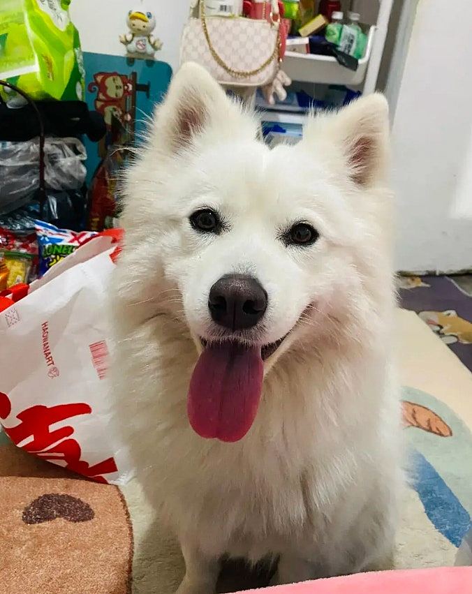 江苏两顽童玩火监生烧死西摩犬，家长拒道歉：不就是一条狗吗？（组图） - 5
